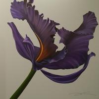 C15-004
48X48
Purple Iris