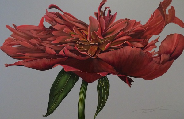 C15-003 
60X40 
Peony