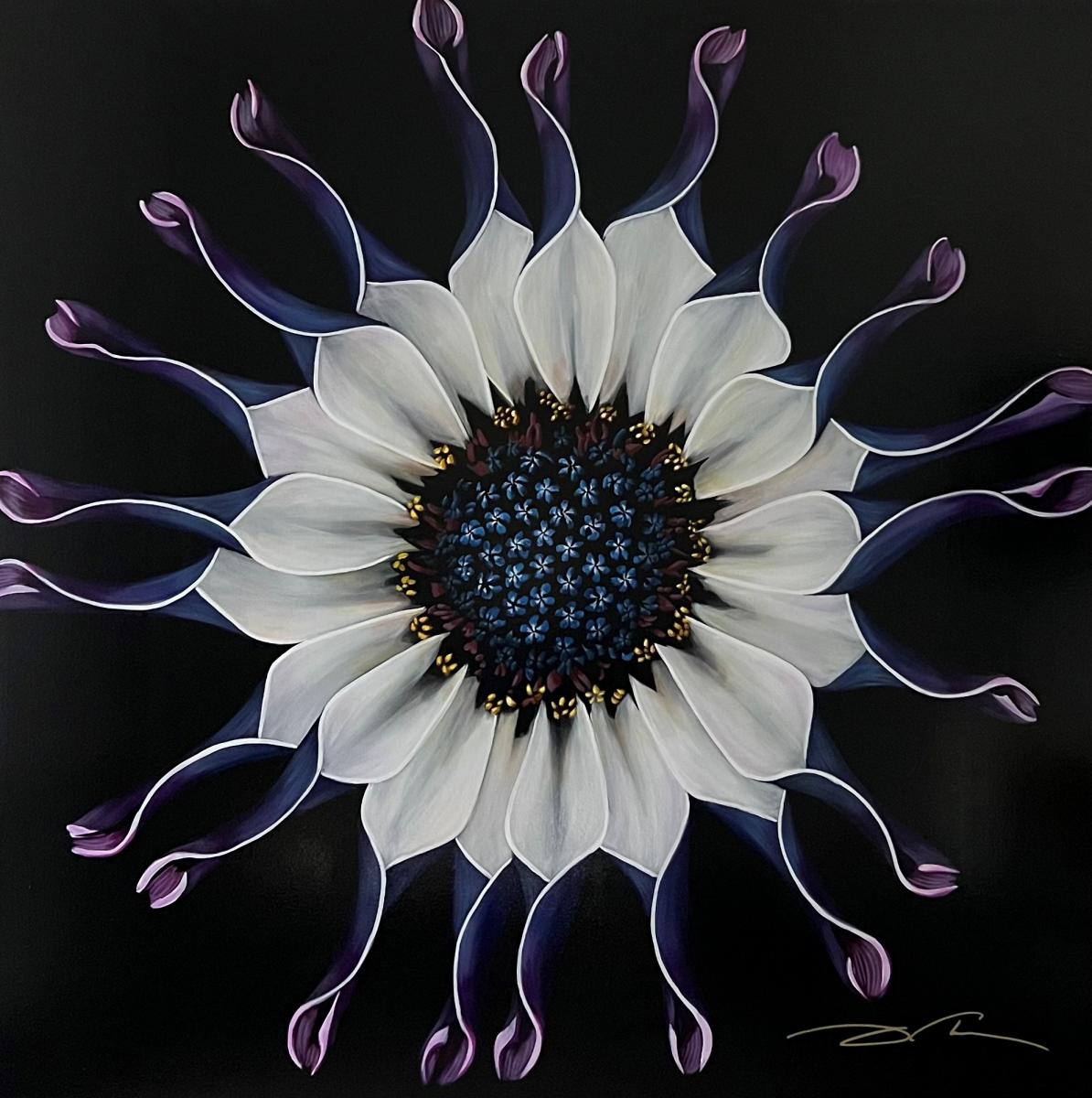 48 x 48 African Daisy