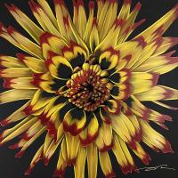 52" x 52" Dahlia 2023