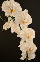 72x48 inches
White Orchids

SOLD Private Collection